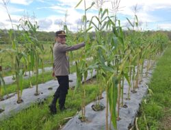 Polsek Batumandi Dukung Asta Cita Presiden Lewat Penanaman Jagung untuk Ketahanan Pangan