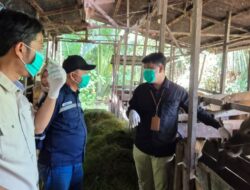 Petugas DKP3 Balangan memeriksa kesehatan hewan kurban di Desa Sumber Rejeki, Kecamatan Juai, menjelang Iduladha 1447 H.