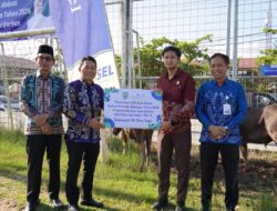 Pemkab Balangan dan Bank Kalsel Salurkan Bantuan Sapi Kurban Jelang Iduladha
